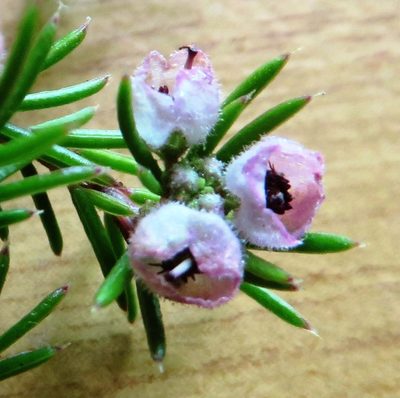 Erica sicifolia, photographed by linkie