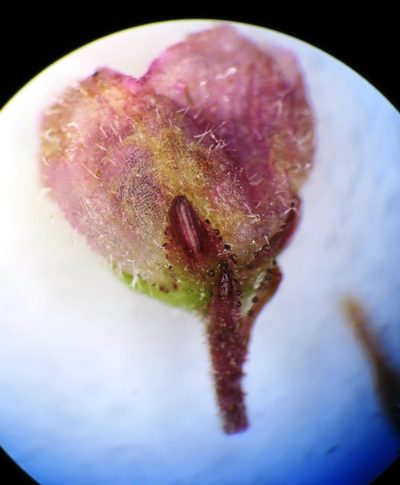 Erica sicifolia, photographed by linkie