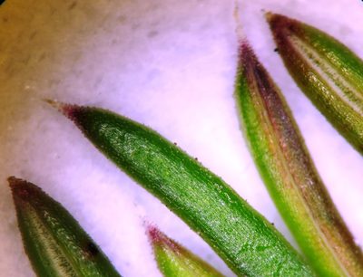 Erica sicifolia, photographed by linkie