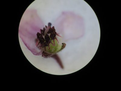 Erica sicifolia, photographed by linkie