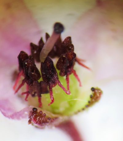 Erica sicifolia, photographed by linkie
