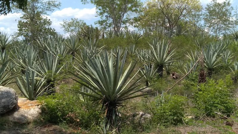 Agave fourcroydes, photographed by Isaac Chacón