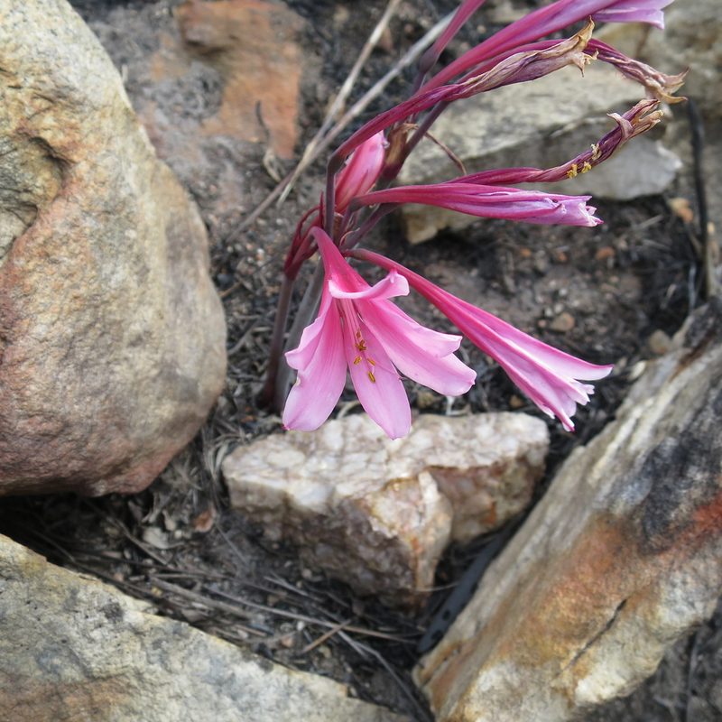 Cyrtanthus debilis, photographed by Di Turner