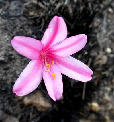 Cyrtanthus debilis, photographed by Di Turner