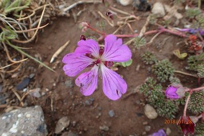 Geranium multisectum, photographed by Peter Warren