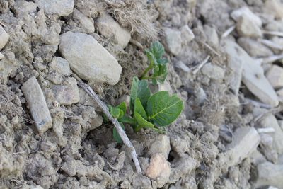 Solanum tuberosum, photographed by David Sandler