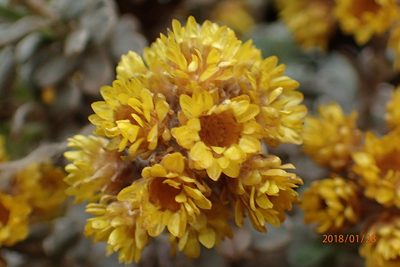 Helichrysum trilineatum, photographed by Peter Warren