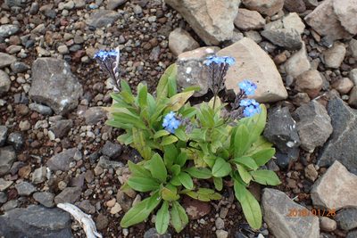 Myosotis semiamplexicaulis, photographed by Peter Warren