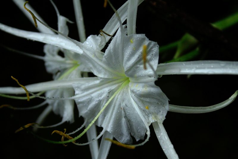 Hymenocallis crassifolia, photographed by steve b
