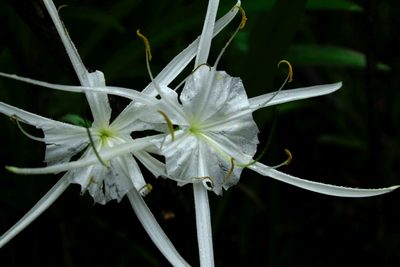 Hymenocallis crassifolia, photographed by steve b