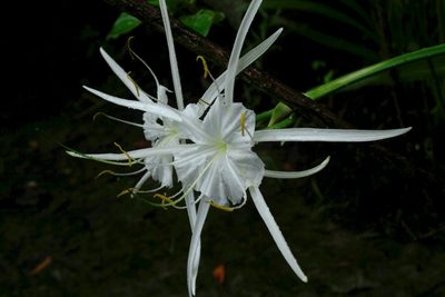 Hymenocallis crassifolia, photographed by steve b