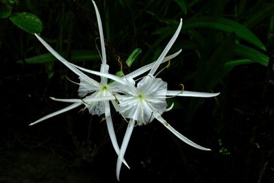 Hymenocallis crassifolia, photographed by steve b