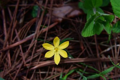 Sisyrinchium tenuifolium, photographed by Neptalí Ramírez Marcial