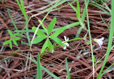 Oxalis tetraphylla, photographed by Neptalí Ramírez Marcial