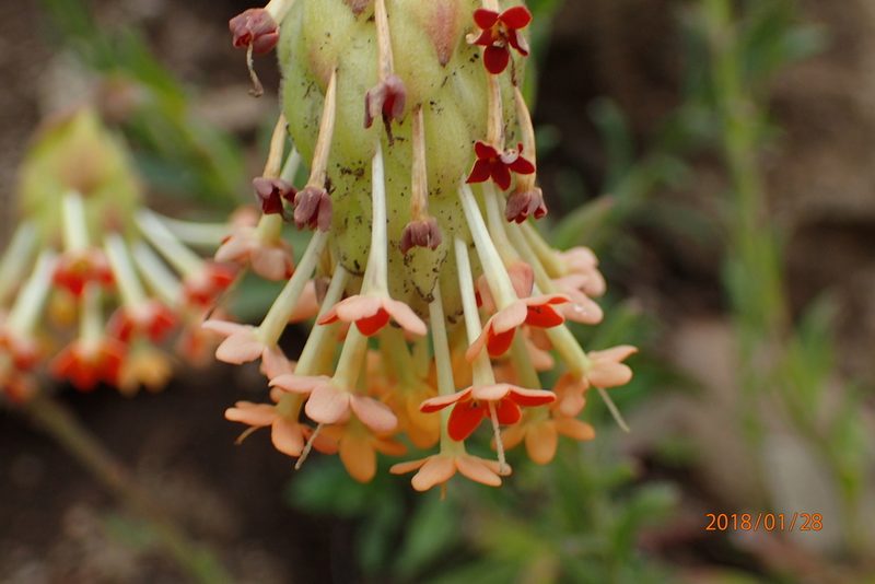 Glumicalyx goseloides, photographed by Peter Warren