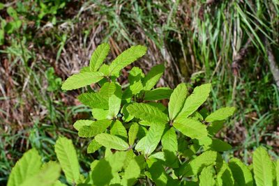 Quercus castanea, photographed by Neptalí Ramírez Marcial