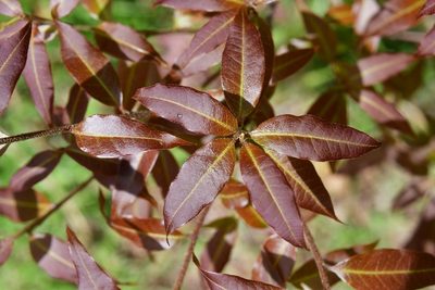 Quercus ocoteifolia, photographed by Neptalí Ramírez Marcial