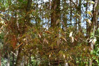 Quercus ocoteifolia, photographed by Neptalí Ramírez Marcial