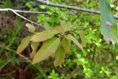 Quercus polymorpha, photographed by Neptalí Ramírez Marcial