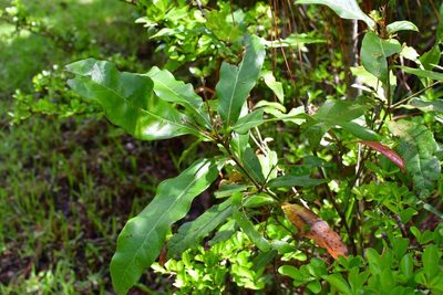 Quercus sapotifolia, photographed by Neptalí Ramírez Marcial