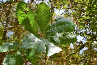 Quercus segoviensis, photographed by Neptalí Ramírez Marcial