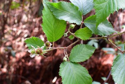 Rubus coriifolius, photographed by Neptalí Ramírez Marcial
