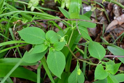 Lycianthes ciliolata, photographed by Neptalí Ramírez Marcial