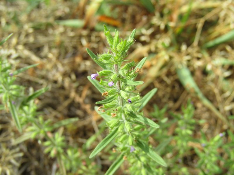 Hedeoma hispida, photographed by jfox16