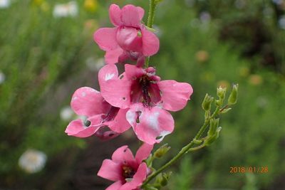 Diascia integerrima, photographed by Peter Warren