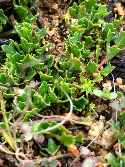 Dodonaea procumbens, photographed by Lukas Clews