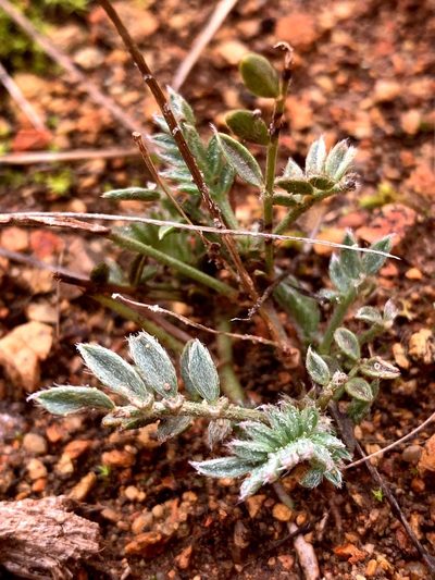 Swainsona sericea, photographed by Lukas Clews