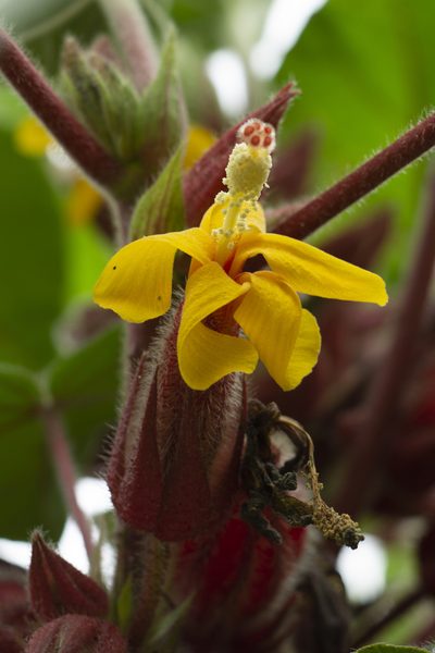 Wercklea ferox, photographed by Daniel Mesa