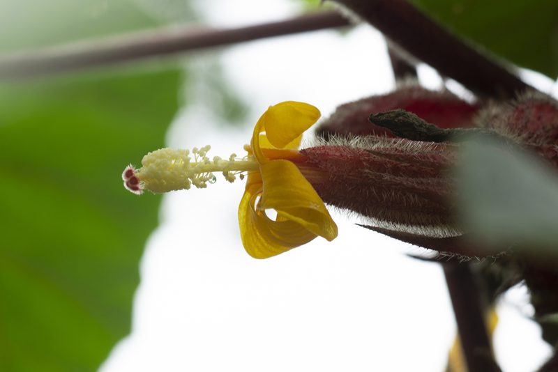 Wercklea ferox, photographed by Daniel Mesa