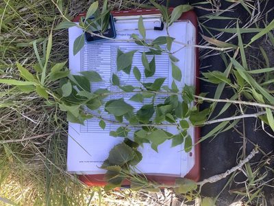 Populus angustifolia, photographed by Konshau Duman