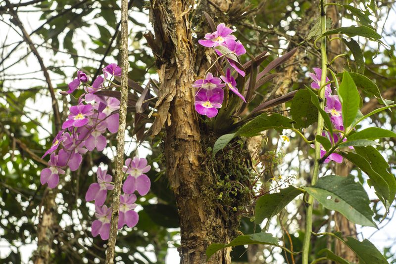 Miltoniopsis vexillaria, photographed by Daniel Mesa