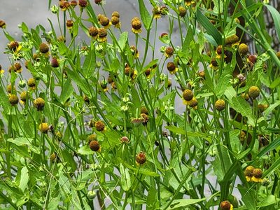 Helenium microcephalum, photographed by johnyochum