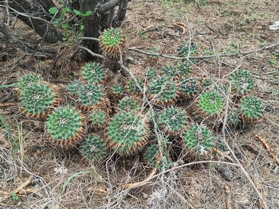 Mammillaria magnimamma, photographed by Juan Carlos Fonseca Mata
