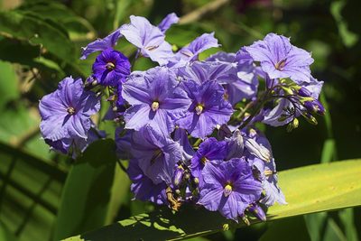 Solanum wendlandii, photographed by Daniel Mesa
