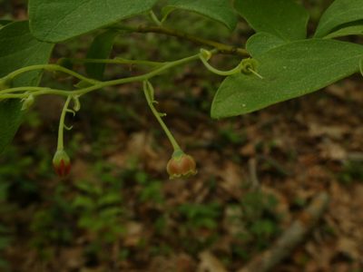 Gaylussacia frondosa, photographed by Lucian Vazquez