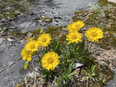 Tetraneuris herbacea, photographed by Kathleen Houlahan Chayer