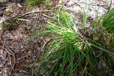 Carex horizontalis, photographed by Colin Meurk