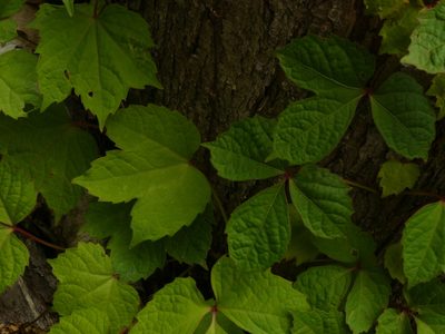 Parthenocissus tricuspidata, photographed by Lucian Vazquez