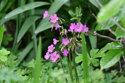 Oxalis nelsonii, photographed by Neptalí Ramírez Marcial