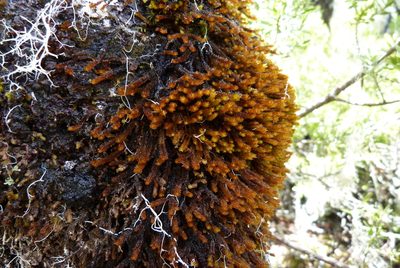 Chandonanthus squarrosus, photographed by Colin Meurk