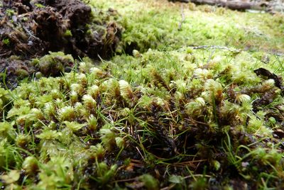 Breutelia elongata, photographed by Colin Meurk