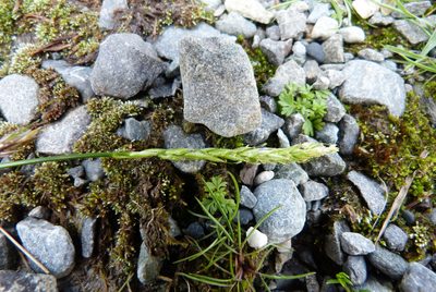 Carex horizontalis, photographed by Colin Meurk