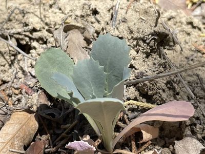Streptanthus cordatus, photographed by Bobby McCabe