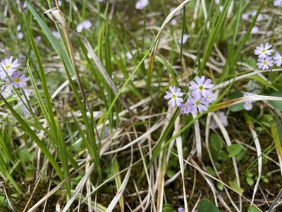 Primula mistassinica, photographed by Kathleen Houlahan Chayer