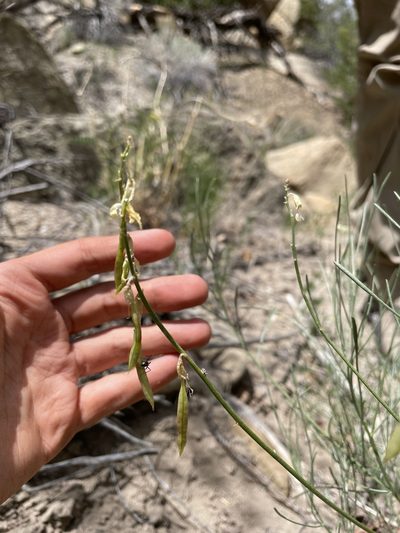 Astragalus lonchocarpus, photographed by Bobby McCabe