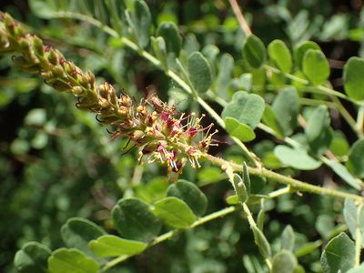 Amorpha californica, photographed by George Williams